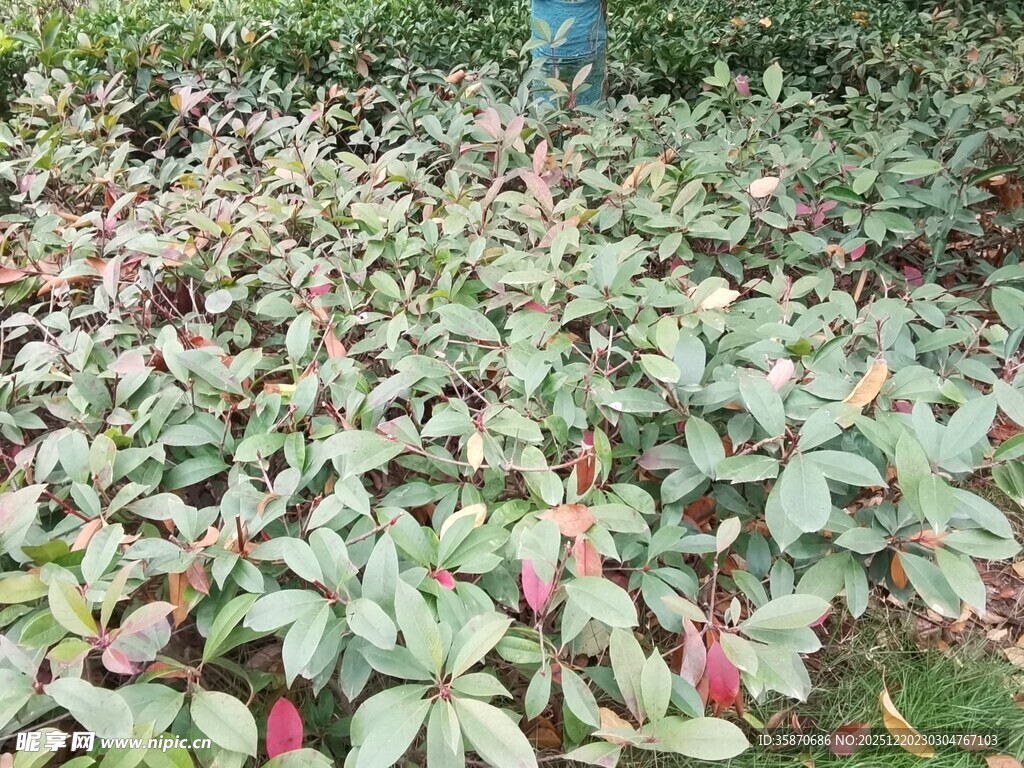 多彩叶片植物景观