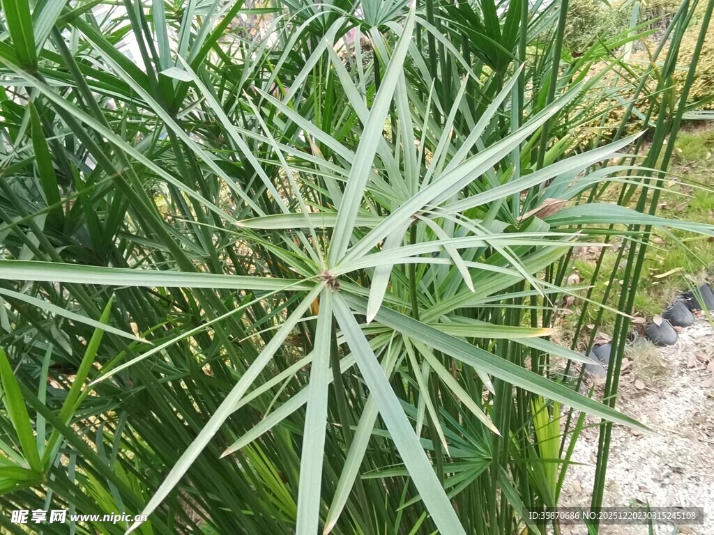 细长叶片的绿色植物