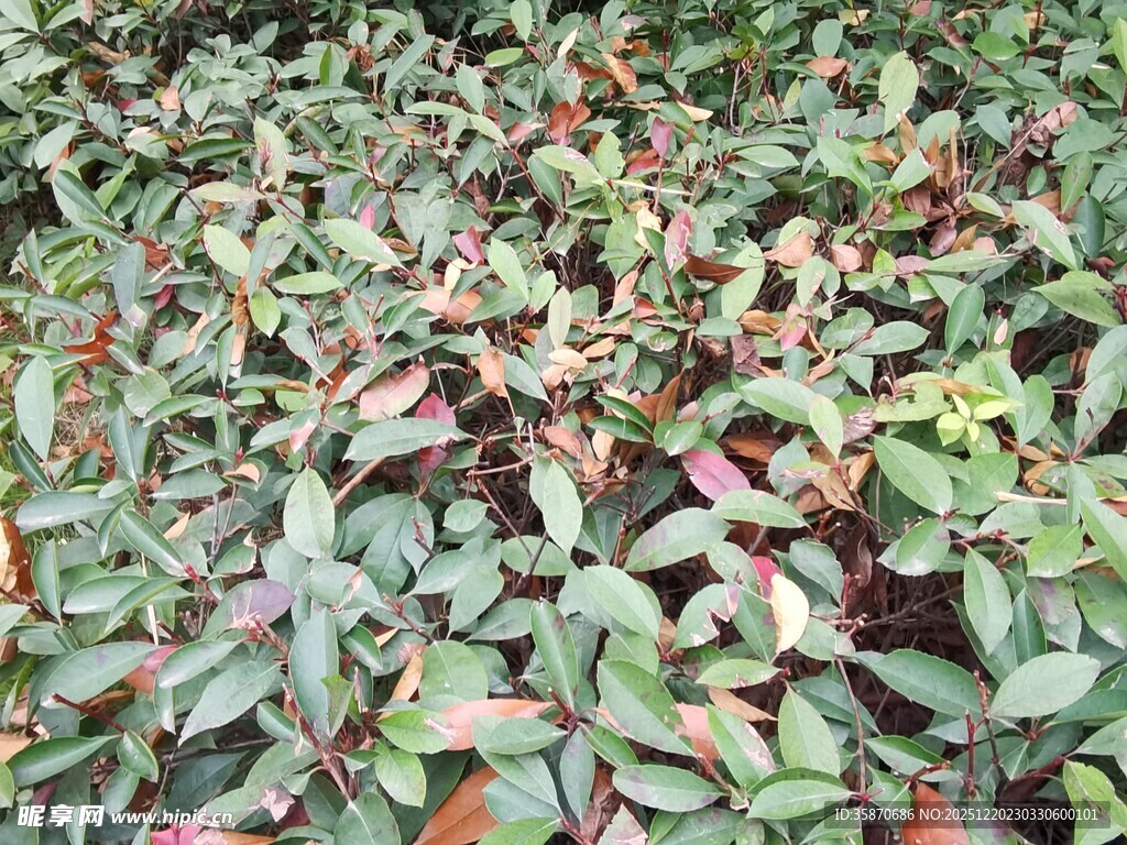 多彩叶片植物景观