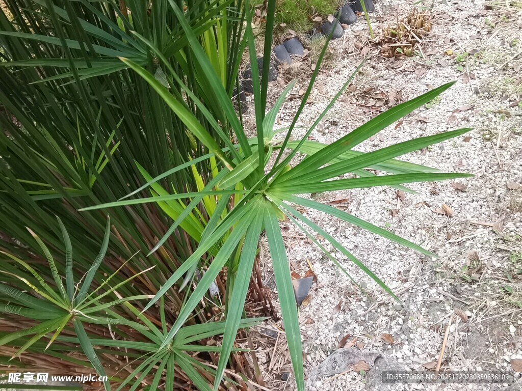 细长叶片的绿色植物