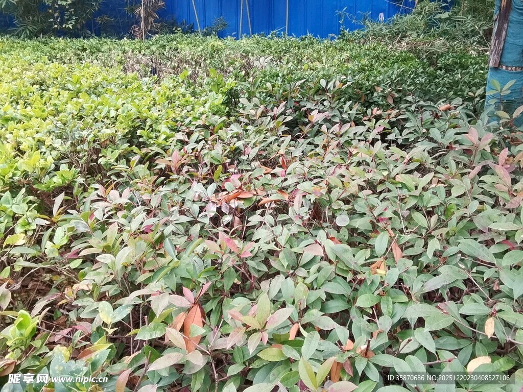 地面铺满多彩落叶景象