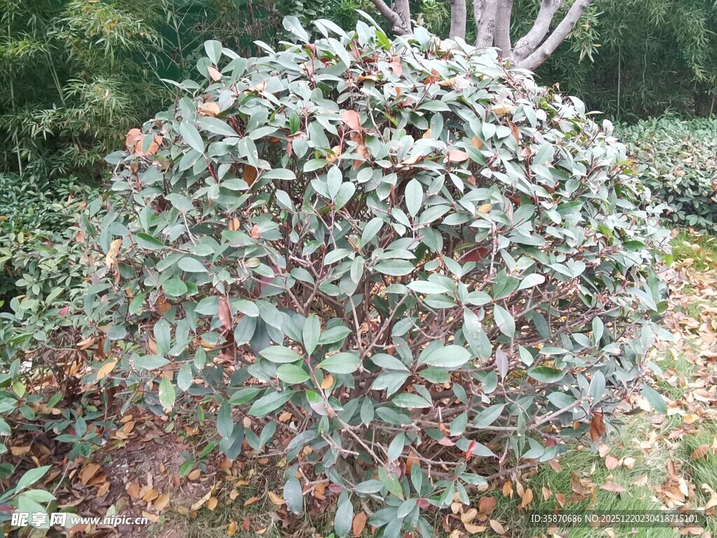 球形绿植灌木景观