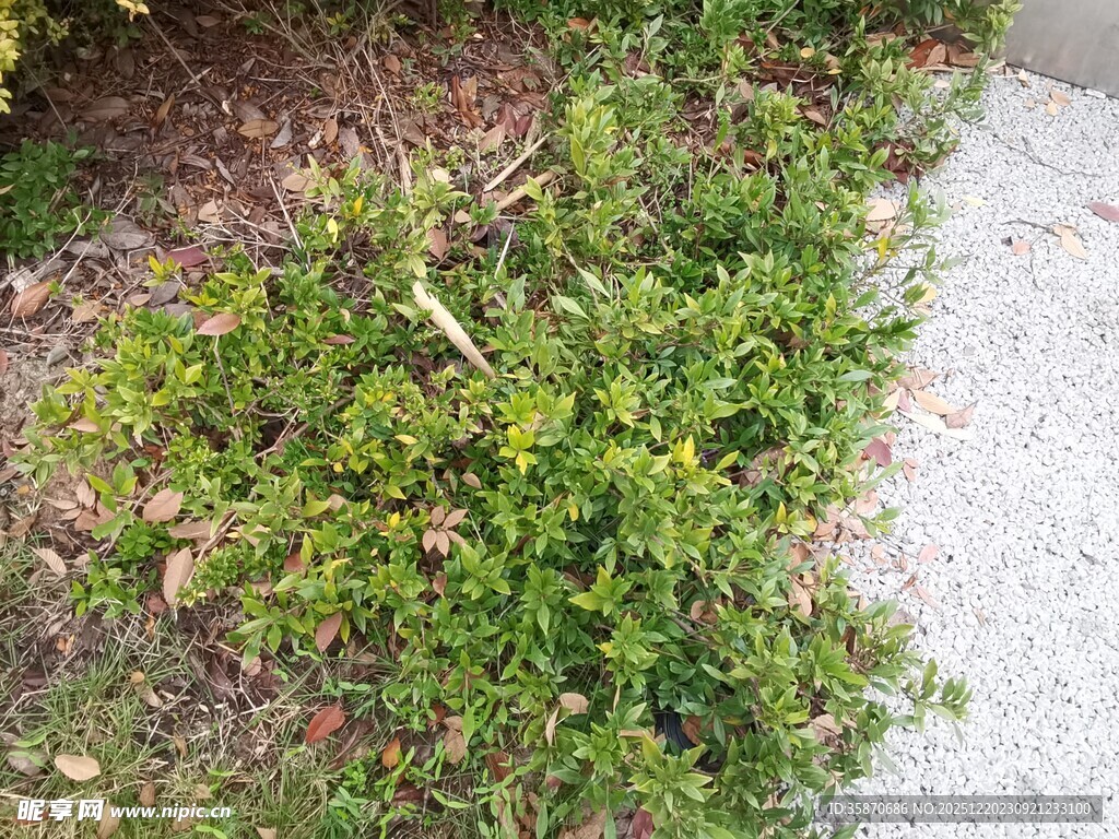 路边嫩绿丛生植物