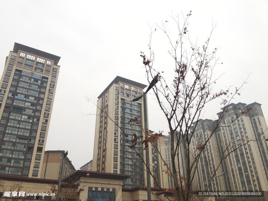 城市高楼旁的光秃树木