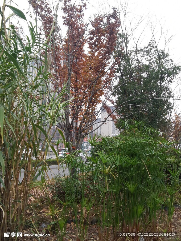 秋日户外植物景观