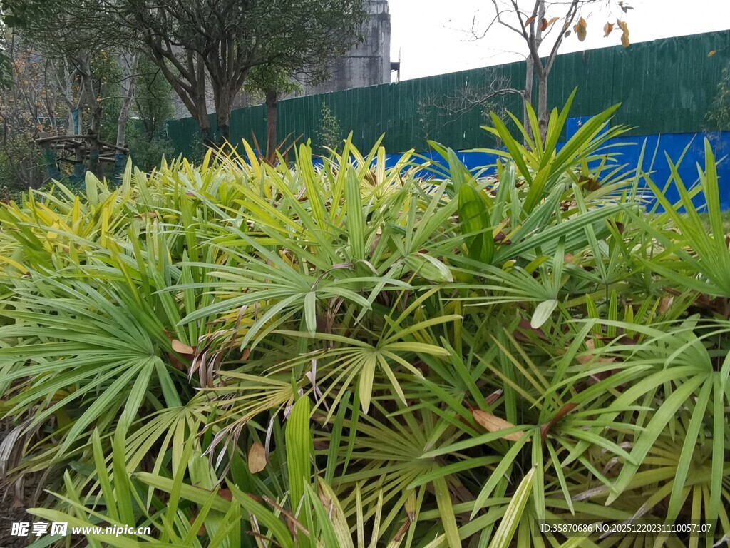翠绿丛生植物