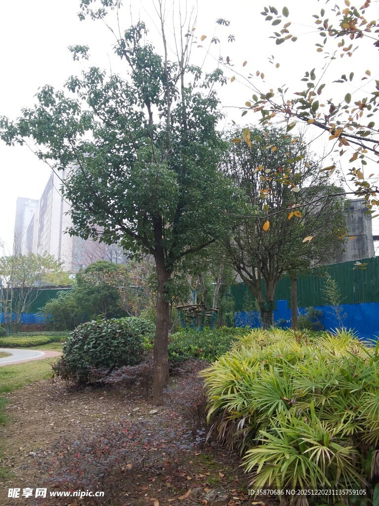 城市中的绿植景观