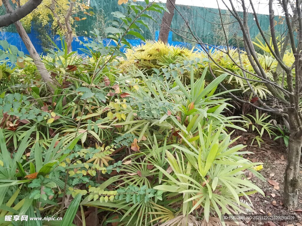 户外多样绿植景观