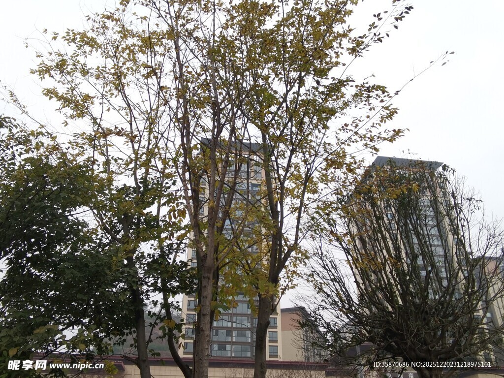 城市中树木与高楼景观