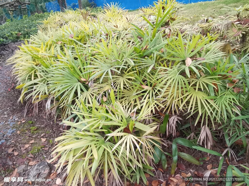 翠绿丛生的热带植物景观