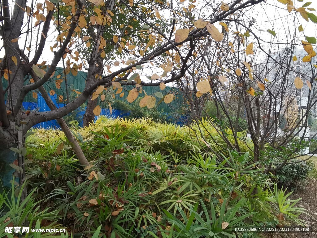 冬日枯树旁的葱郁绿植