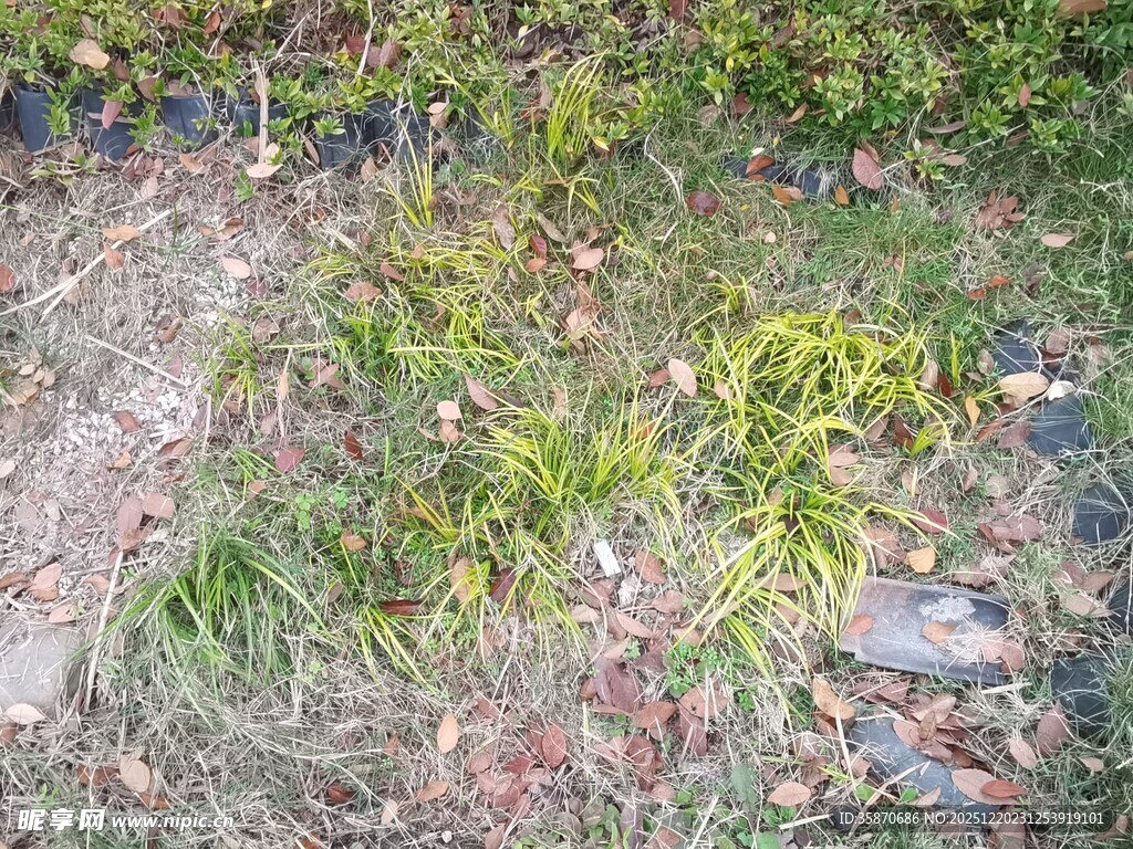 地面上的绿植与落叶