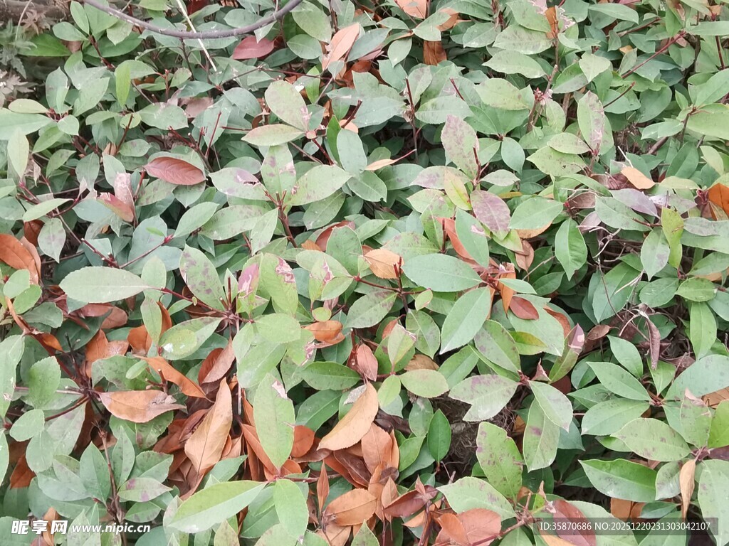 多彩叶片植物景观