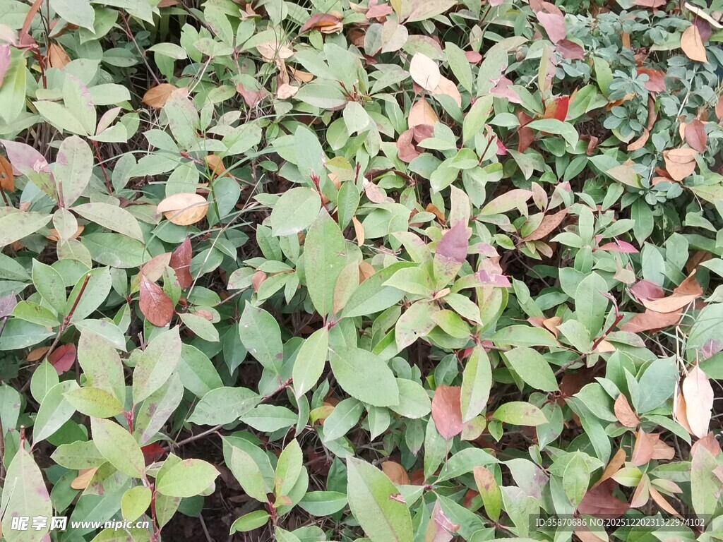 绿叶红边植物景观