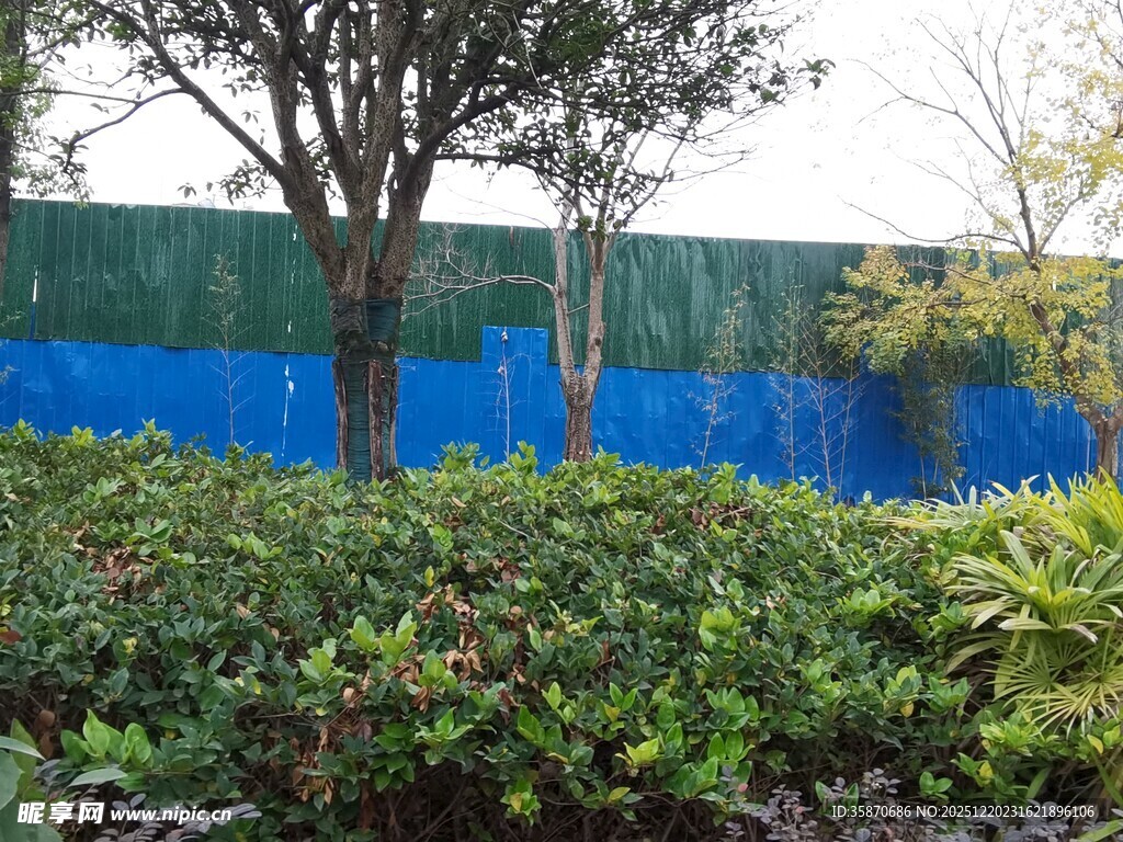 蓝色围挡旁的绿植景观