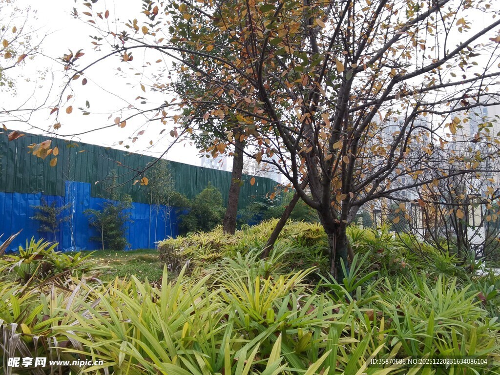 户外绿植与光秃树木景观