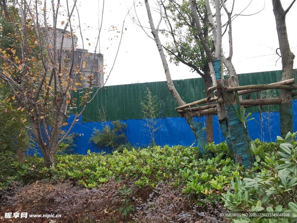 蓝绿围挡旁的绿植景观