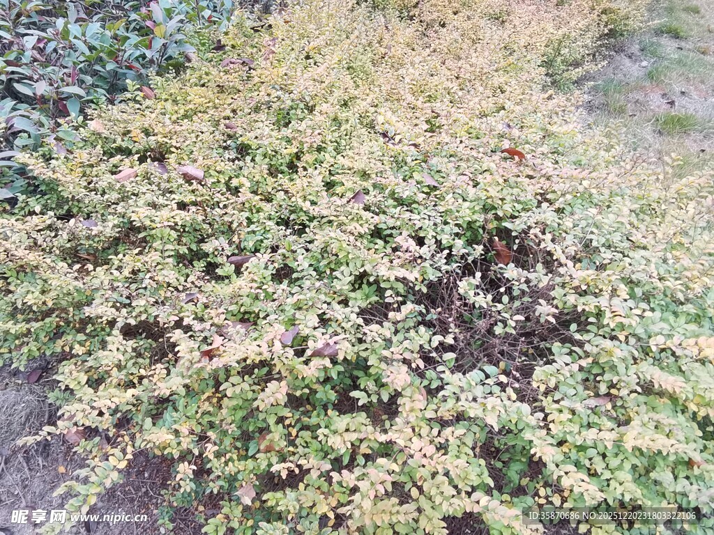 地面上的黄绿相间植物