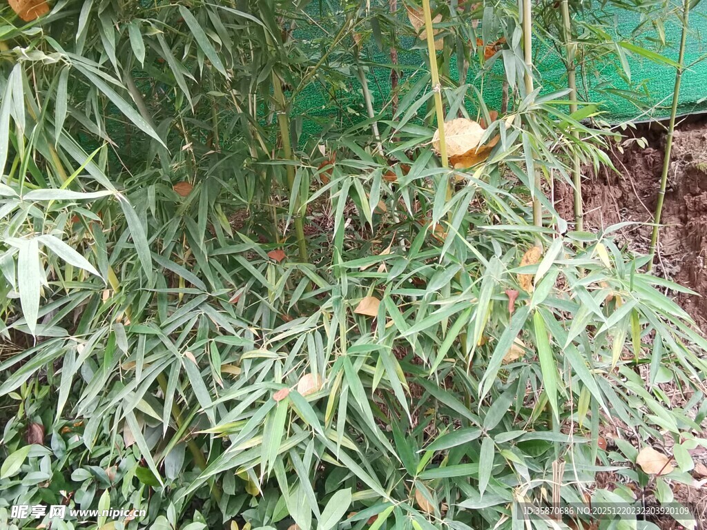 枝叶间的橙色果实