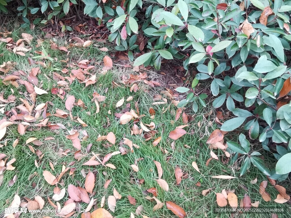 落叶铺地的绿植景观