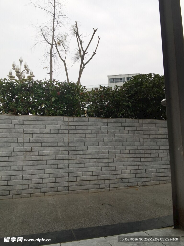 灰白砖墙旁的光秃树木