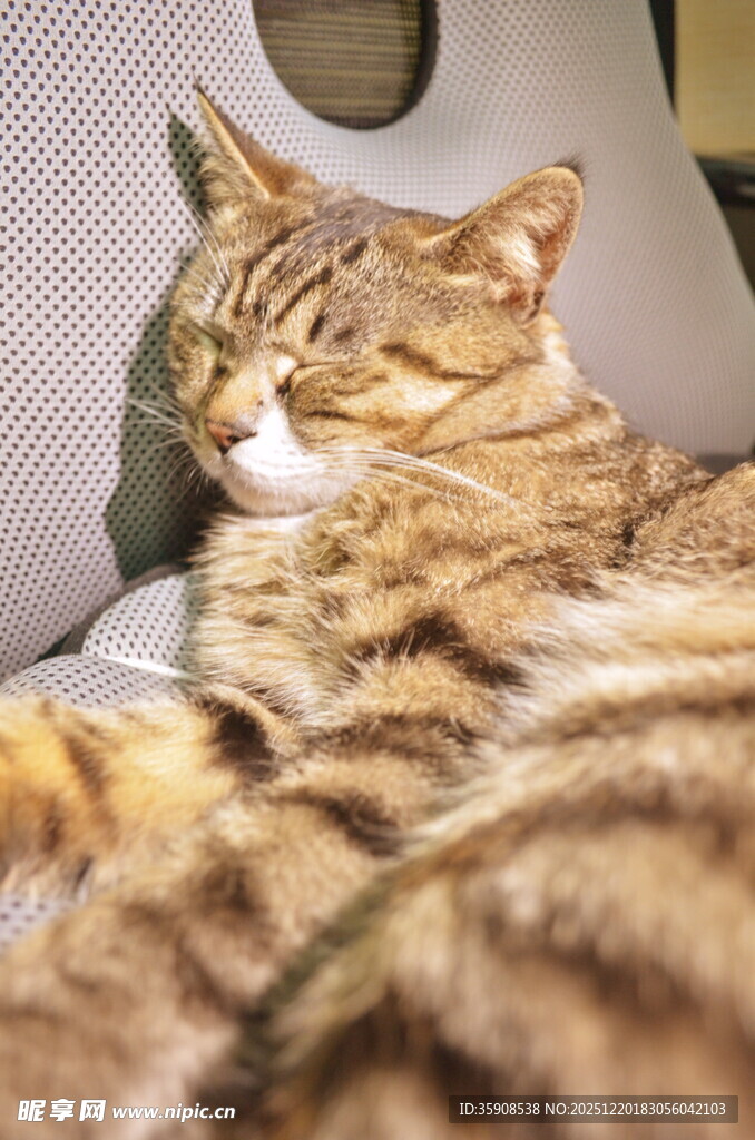 酣睡的条纹猫咪