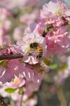 蜜蜂采蜜于烂漫粉色花枝