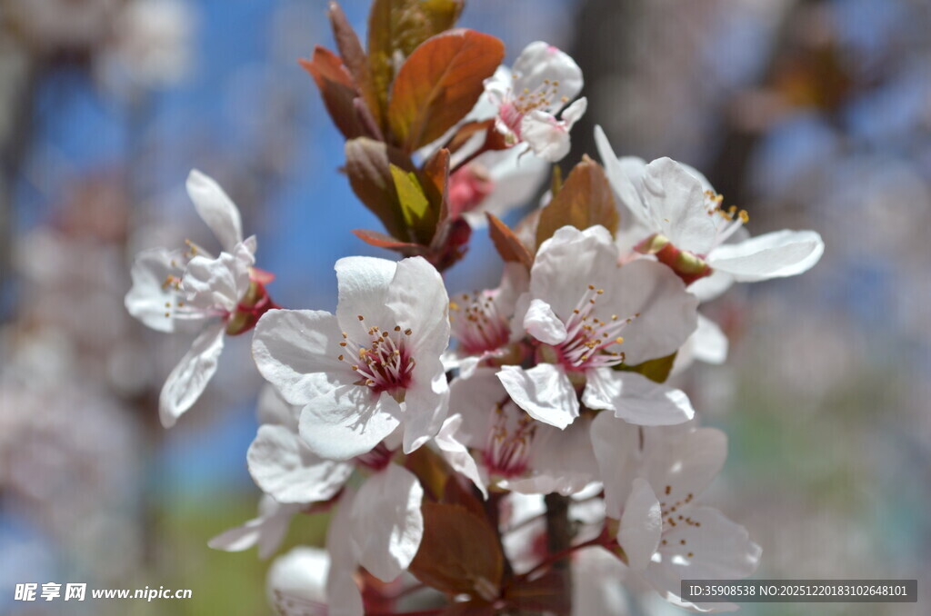 绽放的白色繁花枝头