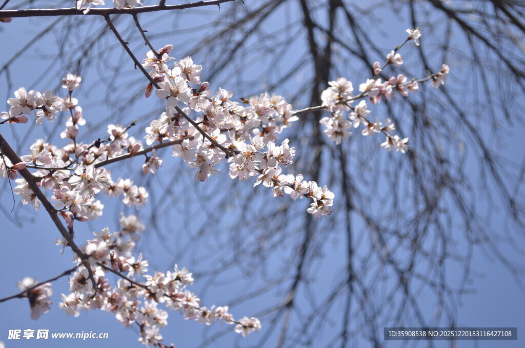 枝头绽放的春日烂漫花朵