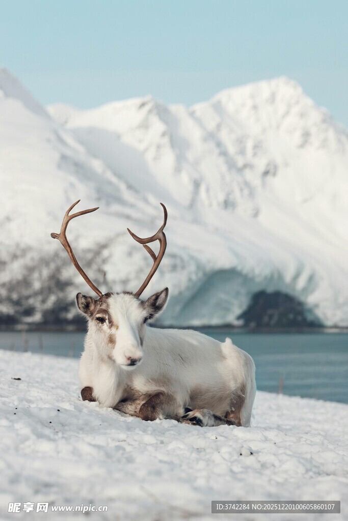 雪地中休憩的壮美驯鹿