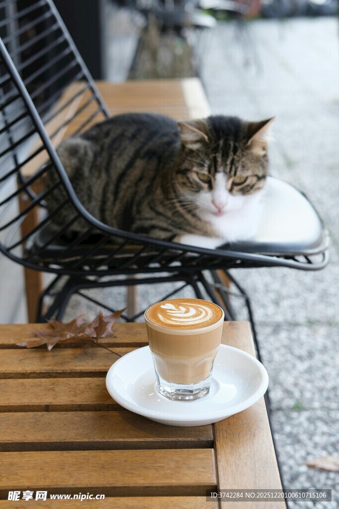 猫咪伴咖啡的惬意时光