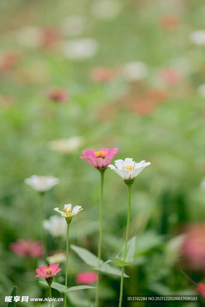 繁花盛开的清新草地