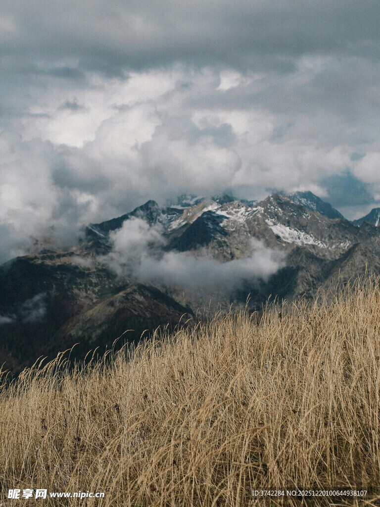 高山云海间的金黄草甸