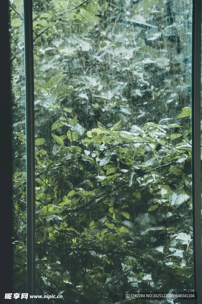 透过窗户看葱郁树林