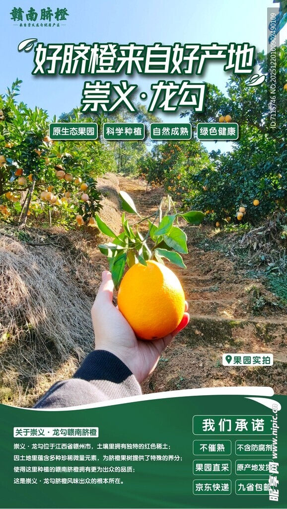 赣南脐橙微海报图片