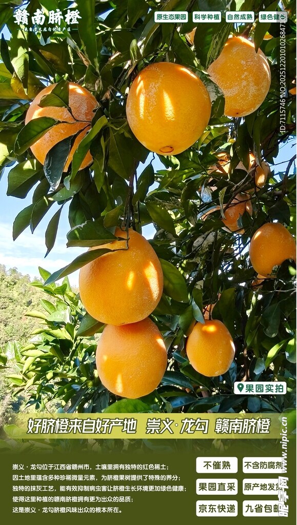 赣南脐橙微海报图片