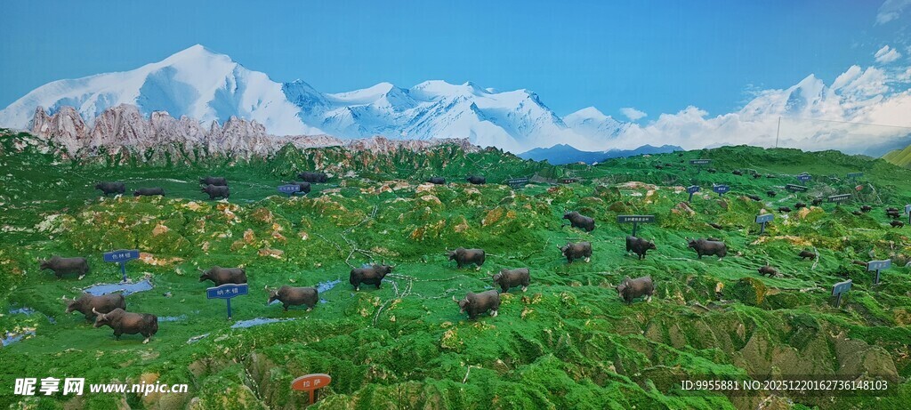 甘肃青海草原风光与远处雪山美景