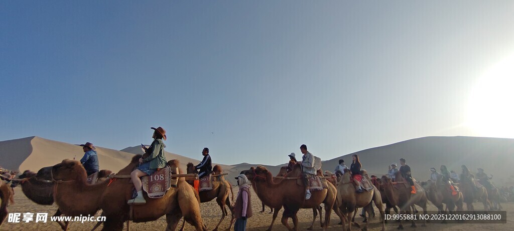 甘肃青海环沙漠驼队在夕阳下前行