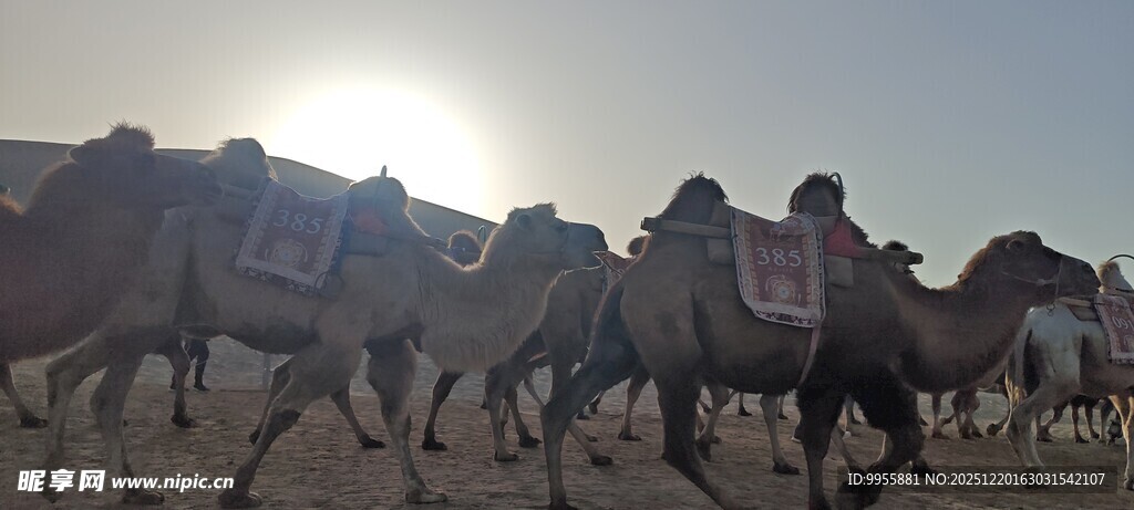 甘肃青海环沙漠驼队在夕阳下前行