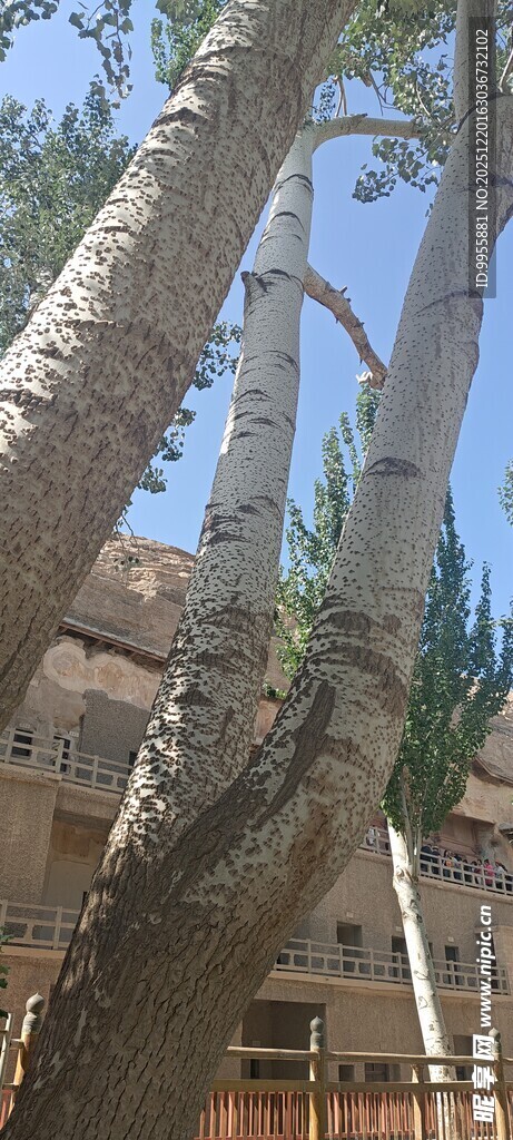 甘肃青海阳光下的斑驳树干与建筑