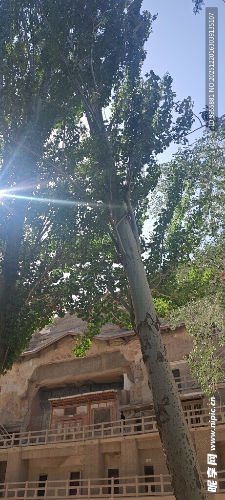 甘肃青海环线阳光下的树木与建筑