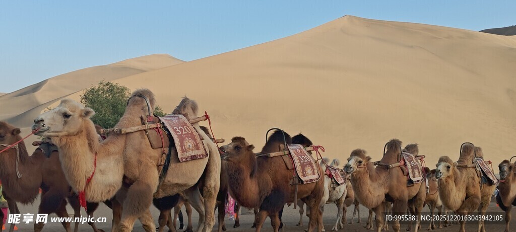 甘肃青海环线沙漠中的骆驼队伍