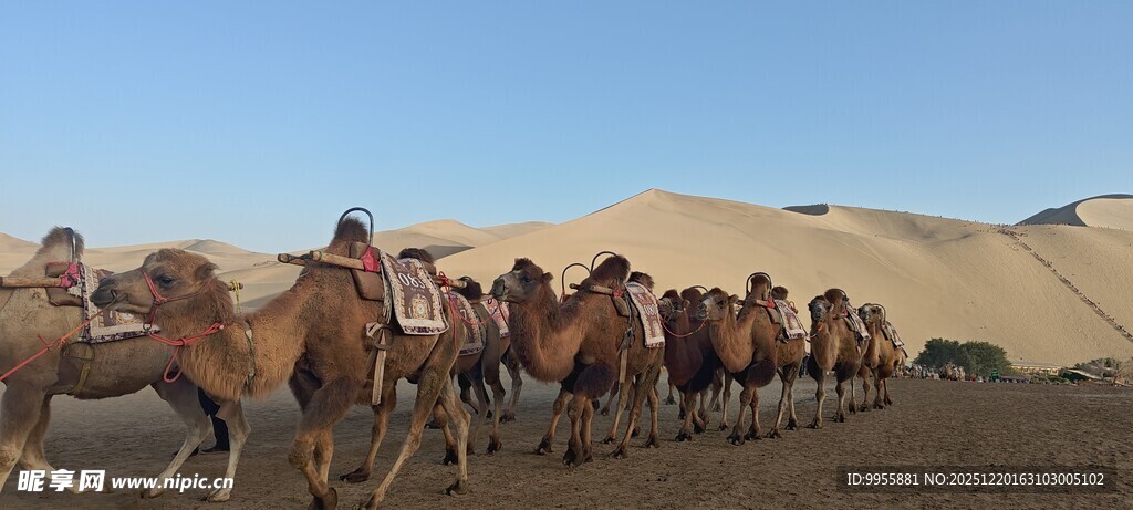 甘肃青海环沙漠驼队行进壮观景象