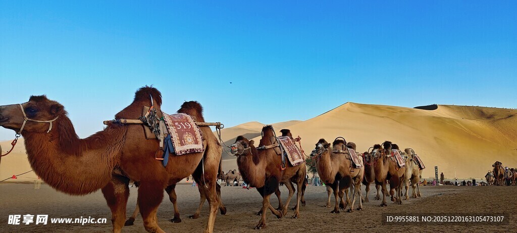甘肃青海环线沙漠驼队骑行美景