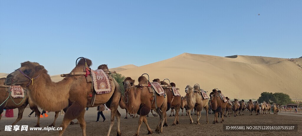 甘肃青海环沙漠驼队行进壮观景象