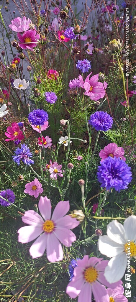 美食美味多彩花卉绽放