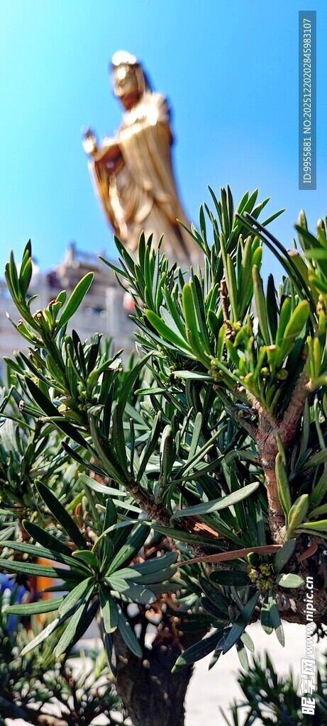 华东樱花枝头鸟瞰绿植景观