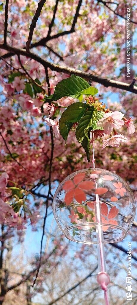 华东樱花春日繁花满枝的美丽景象