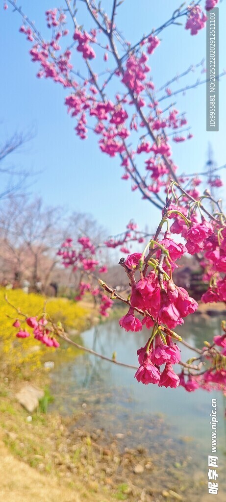 华东樱花春日繁花映水美景