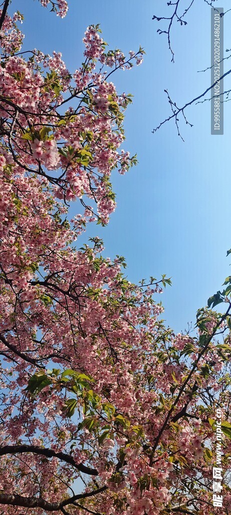 华东樱花春日繁花盛开的烂漫景象